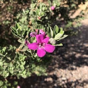 紫花芙蓉|紅花玉芙蓉 (護理, 特徵, 花, 圖片)